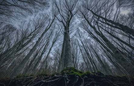 The Beauty of the Casentino Forests