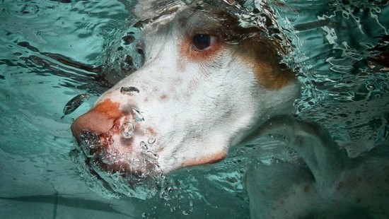 diving-dogs-photography6
