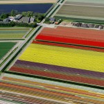 Tulip Fields3