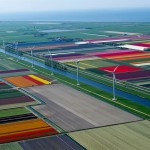 Tulip Fields4