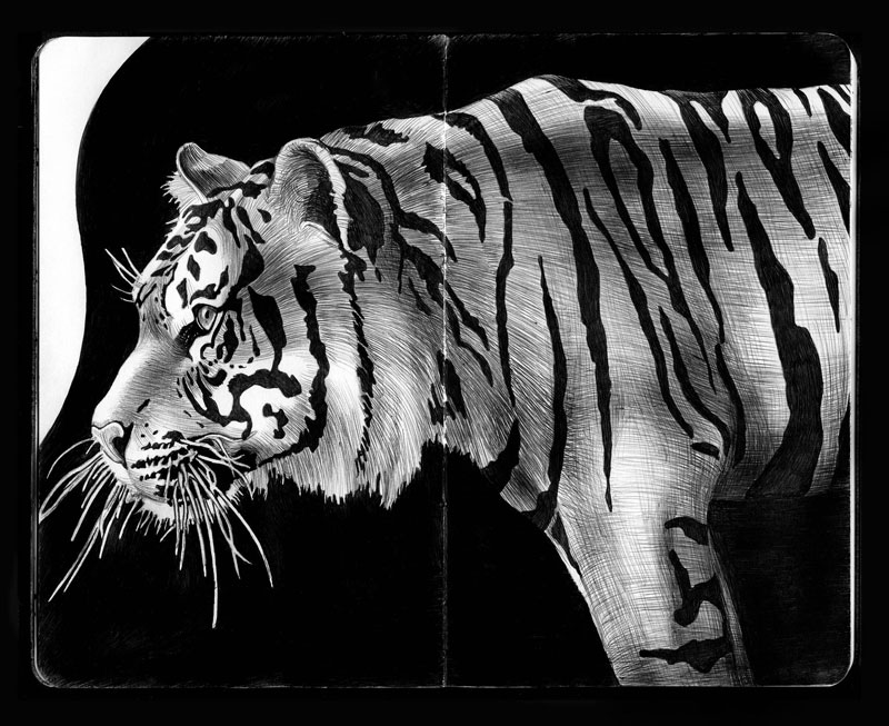 Detailed Ink Animal Drawings15 Media
