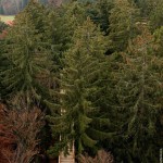 The World's Longest Tree Top Walk