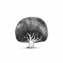 Tree with Haircuts – Fubiz Media