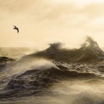 Antarctic Wildlife by Justin Hofman -1