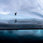 Antarctic Wildlife by Justin Hofman -10