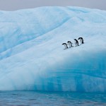 Antarctic Wildlife by Justin Hofman -2