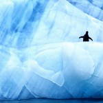 Antarctic Wildlife by Justin Hofman -3