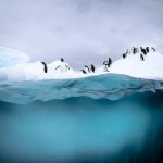 Antarctic Wildlife by Justin Hofman -4