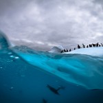 Antarctic Wildlife by Justin Hofman -5