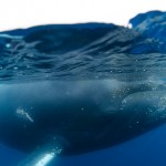 Antarctic Wildlife by Justin Hofman -6