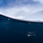 Antarctic Wildlife by Justin Hofman -7