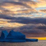 Antarctic Wildlife by Justin Hofman -8