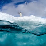 Antarctic Wildlife by Justin Hofman -9