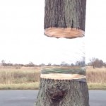 Hovering Tree Illusion