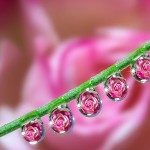 Macro Photography by Milki Asai10