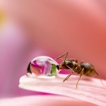 Macro Photography by Milki Asai13