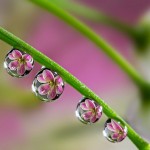 Macro Photography by Milki Asai15