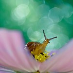 Macro Photography by Milki Asai3