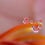 Macro Photography by Milki Asai6