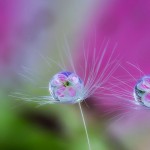 Macro Photography by Milki Asai8