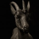 Farm Animals Dramatic Portraits_3