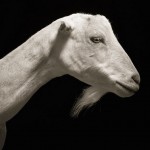 Farm Animals Dramatic Portraits_9