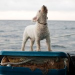 Purse Seine Guardian