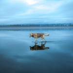 Siberian Husky On A Frozen Lake_12