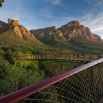 tree-canopy-walkway-path-kirstenbosch-national-botanical-garden-0