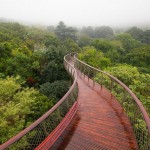 tree-canopy-walkway-path-kirstenbosch-national-botanical-garden-1