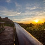 tree-canopy-walkway-path-kirstenbosch-national-botanical-garden-12