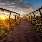 tree-canopy-walkway-path-kirstenbosch-national-botanical-garden-13