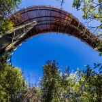 tree-canopy-walkway-path-kirstenbosch-national-botanical-garden-15