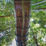 tree-canopy-walkway-path-kirstenbosch-national-botanical-garden-4