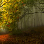 enchantingautumnforest4