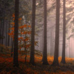 enchantingautumnforest7