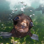 Bering sea. Commander islands. Baby fur seal