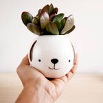 Cute Ceramic Pots and Cups-3