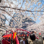 Tokyo Ohanami Spring Photography11