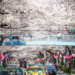 Tokyo Ohanami Spring Photography14