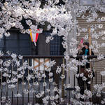 Tokyo Ohanami Spring Photography2