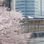 Tokyo Ohanami Spring Photography4