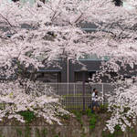 Tokyo Ohanami Spring Photography7