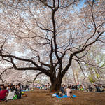 Tokyo Ohanami Spring Photography8