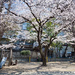 Tokyo Ohanami Spring Photography9