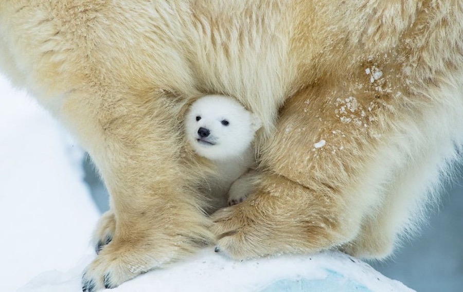 Adorable Baby Polar Bear Photography Media