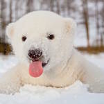 polarbear-1