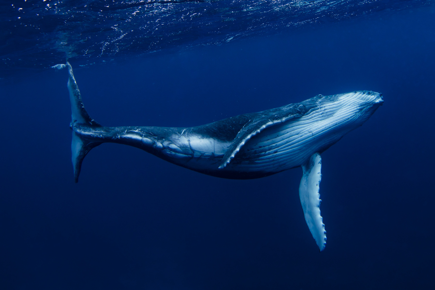 Humpback Whale Swimming Underwater Tonga South Pacific Fubiz Media