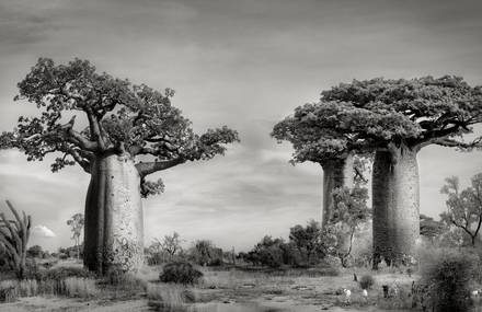 Stunning Baobabs by Beth Moon