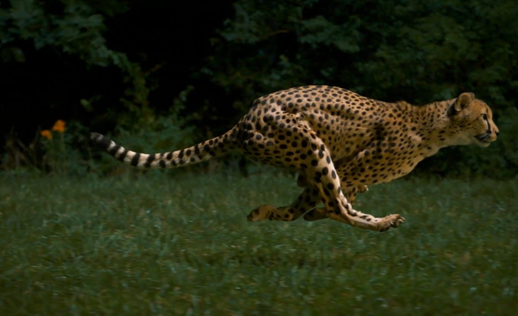 The World’s Fastest Runner – Fubiz Media